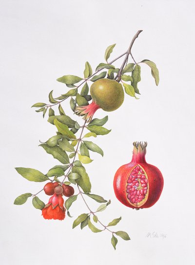 Pomegranate, 1995 by Margaret Ann Eden
